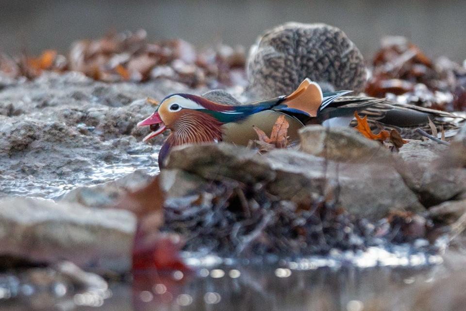The mandarin duck at Ward Creek on Wednesday carried off a small berry or seed.