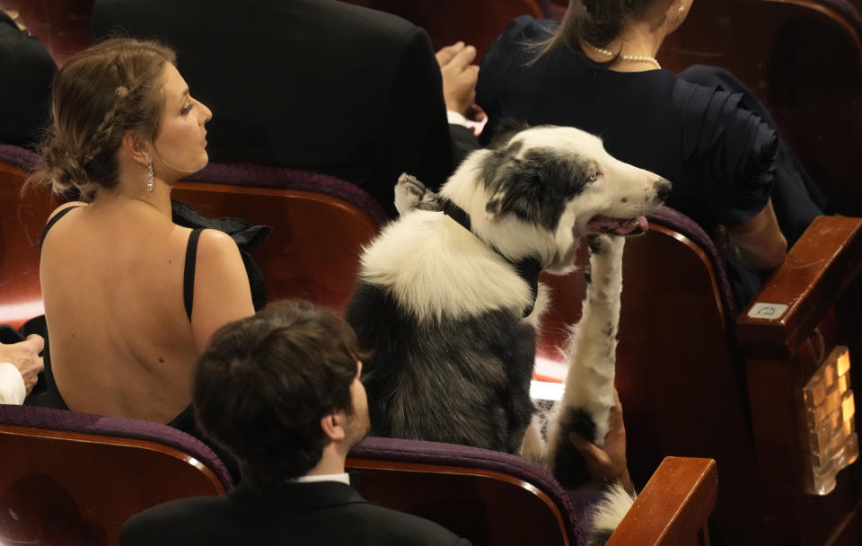 Messi the dog from the film "Anatomy of a Fall" appears in the audience during the Oscars on Sunday, March 10, 2024, at the Dolby Theatre in Los Angeles. (AP Photo/Chris Pizzello)