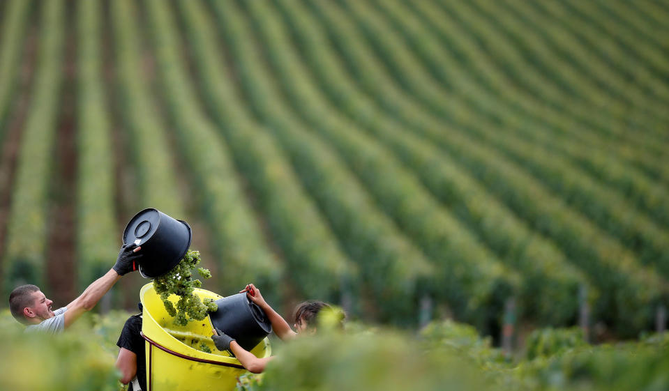 Conocer la variedad de uva con la que está hecho un vino no siempre es necesario, según los expertos. Cosecha de la uva en Francia. REUTERS/Christian Hartmann/File Photo