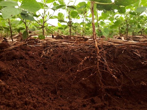 <span class="caption">Root nodules of legumes such as soybeans help fix nitrogen into the soil. </span> <span class="attribution"><a class="link " href="https://www.shutterstock.com/image-photo/development-soybean-root-1248864754" rel="nofollow noopener" target="_blank" data-ylk="slk:Lidiane Miotto/Shutterstock;elm:context_link;itc:0;sec:content-canvas">Lidiane Miotto/Shutterstock</a></span>