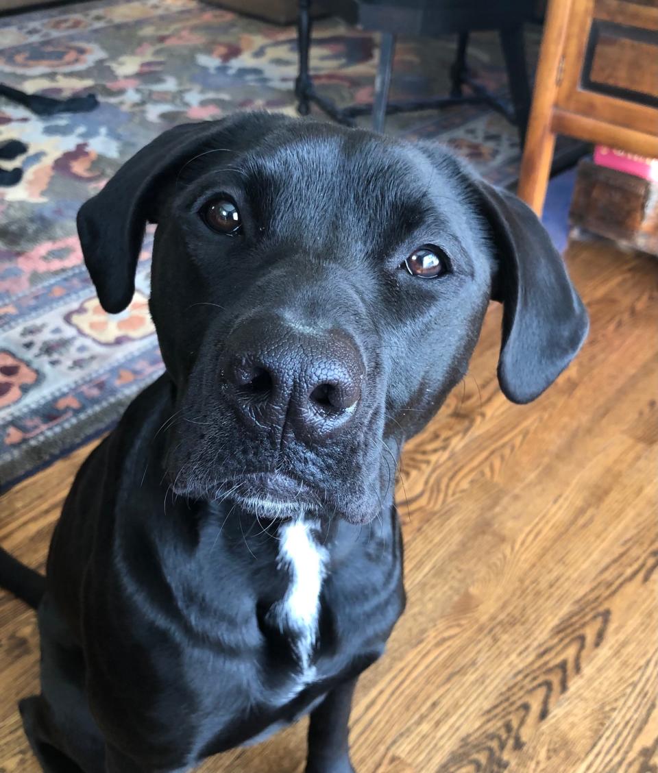 Rosie, the author, has long been a canine rights advocate and is staunchly opposed to Fourth of July fireworks.