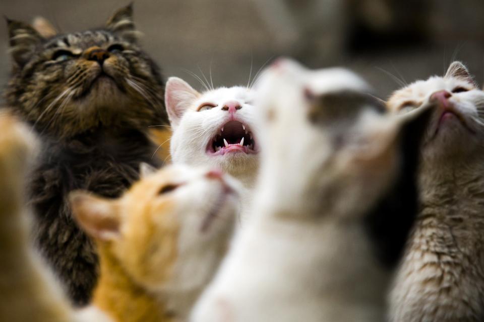 Cats beg for food on Aoshima Island in Ehime prefecture in southern Japan February 25, 2015. An army of cats rules the remote island in southern Japan, curling up in abandoned houses or strutting about in a fishing village that is overrun with felines outnumbering humans six to one. (REUTERS/Thomas Peter)