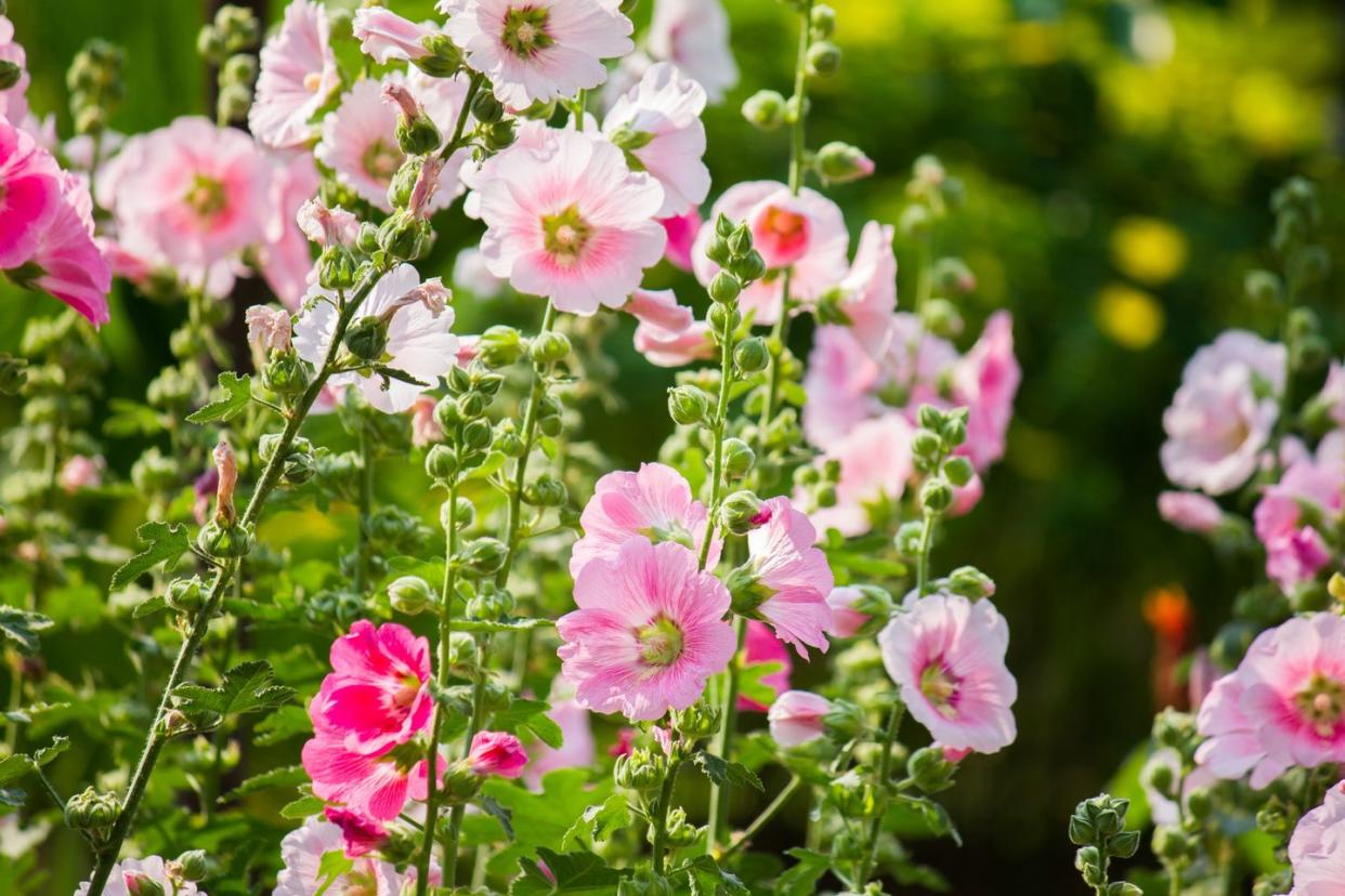 summer flowers like hollyhock