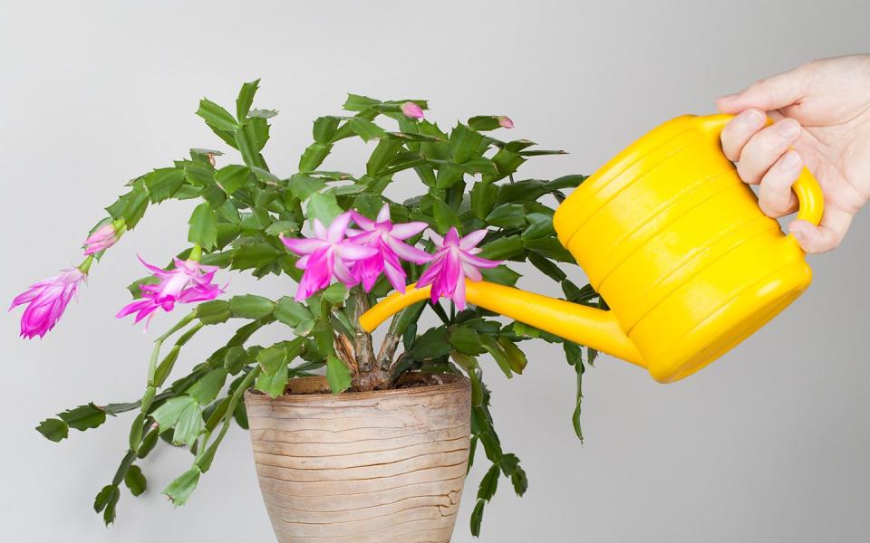 christmas cactus care