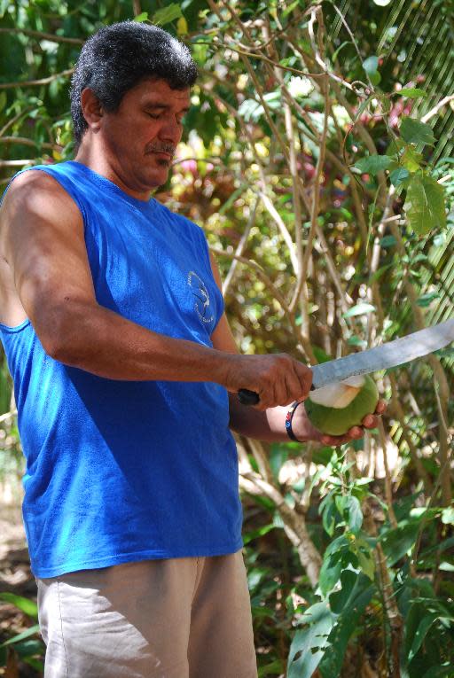 This February 2014 photo released by Kristina MacKulin shows Eduardo Hernandez chopping the top off a green coconut in Nosara, Costa Rica. Nosara is a scenic coastal region with a variety of outdoor recreation activities for visitors. (AP Photo/Kristina MacKulin)