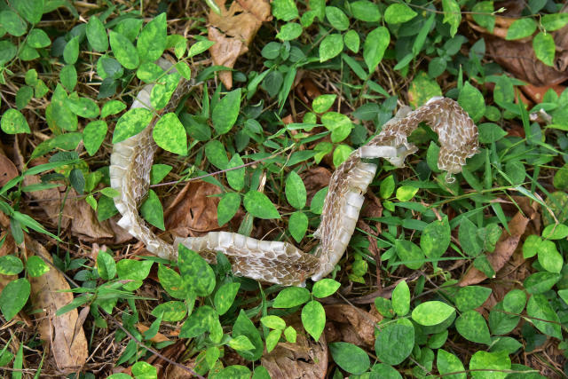 Identify outdoor drain snake? (no photo - sorry!) : r/snakes