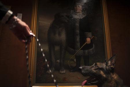 A German Shepherd is seen at the American Kennel Club (AKC) in New York January 31, 2014. REUTERS/Eric Thayer