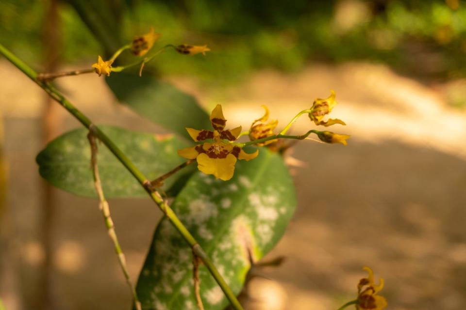 Orquídeas rescatadas por el colectivo Ecoturismo Comunitario Santa Rita Las Flores, que harecuperado en total unas 7,600 plantas, en Mapastepec, Chiapas, México, el 17 de marzo de
2023. (Foto: Adriana Alcázar | Global Press Journal México)