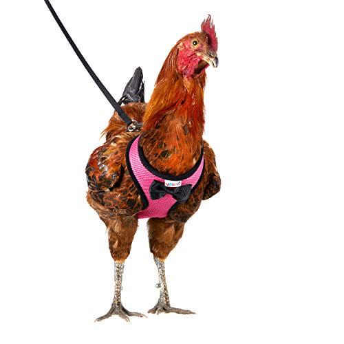 16) Chicken Harness and Leash