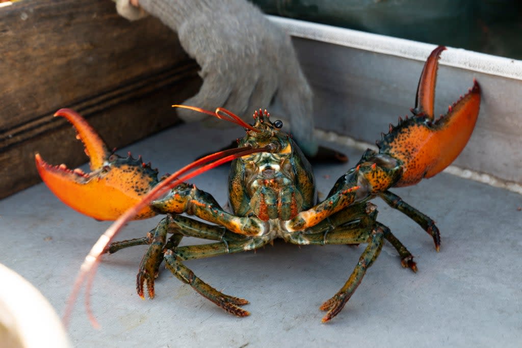 Chinese New Years Lobsters (Copyright 2021 The Associated Press. All rights reserved.)
