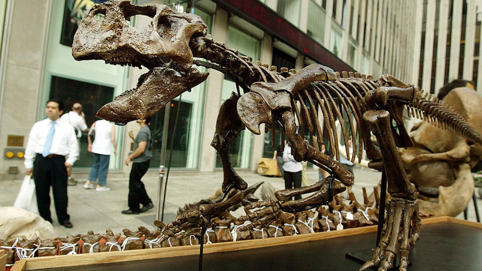 NEW YORK - JUNE 16:  Onlookers view a Psittacosaurus skeleton outside the Fox studios which will be auctioned along with other dinosaur fossils and pre-historic creatures by Guernsey's Auction House June 16, 2004 in New York City. The various fossils and bones will be auctioned June 24 in New York City's Park Avenue Armory.  (Photo by Mario Tama/Getty Images)