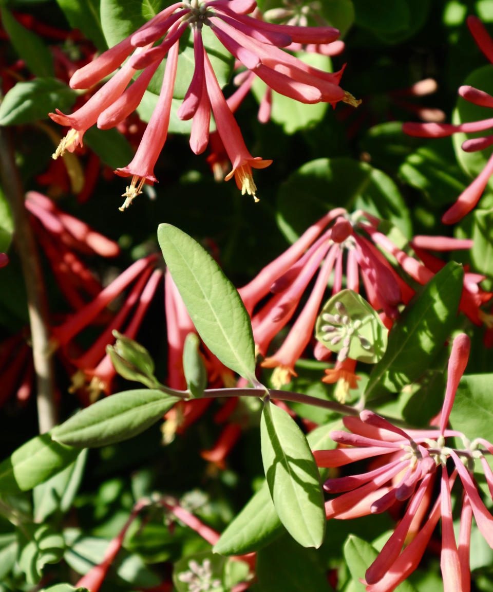 trumpet honeysuckle