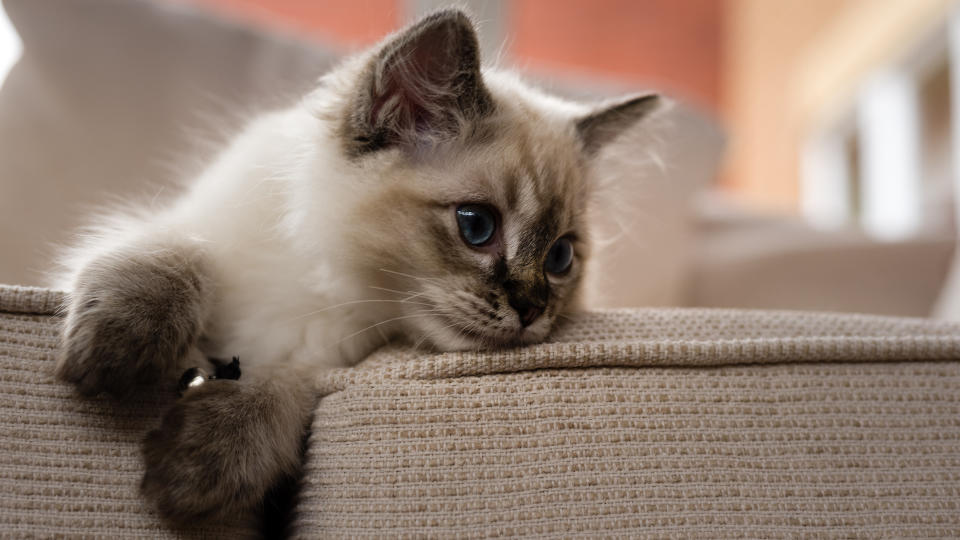 Ragdoll kitten