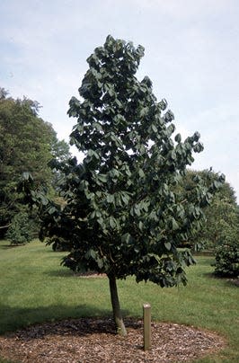 Pawpaw is a medium-sized tree when grown as a landscape tree.