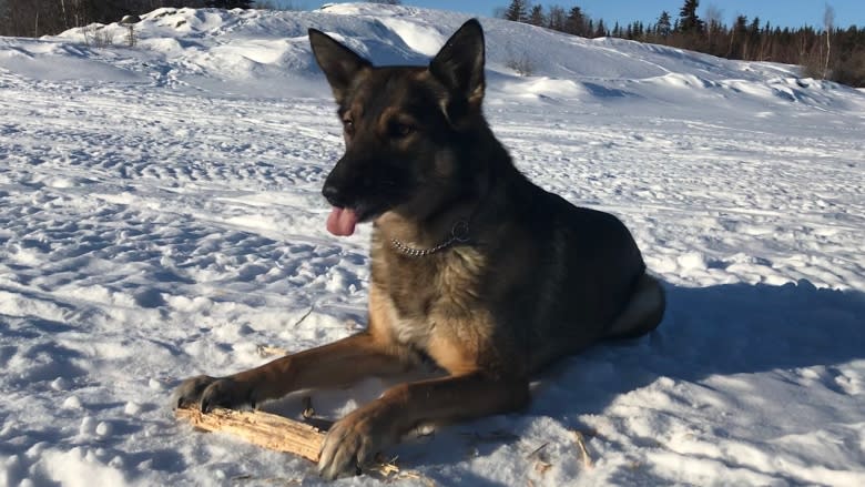 Dog, owner have close encounter with wolf on Yellowknife Bay