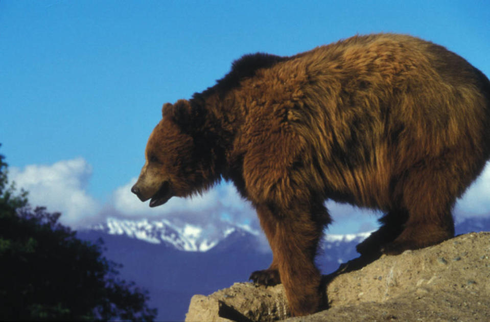 A grizzly bear stands on a rock overlooking Glacier National Park in Montana. The bear's range in North America has been significantly reduced over the past century. (U.S. Fish and Wildlife Service)
