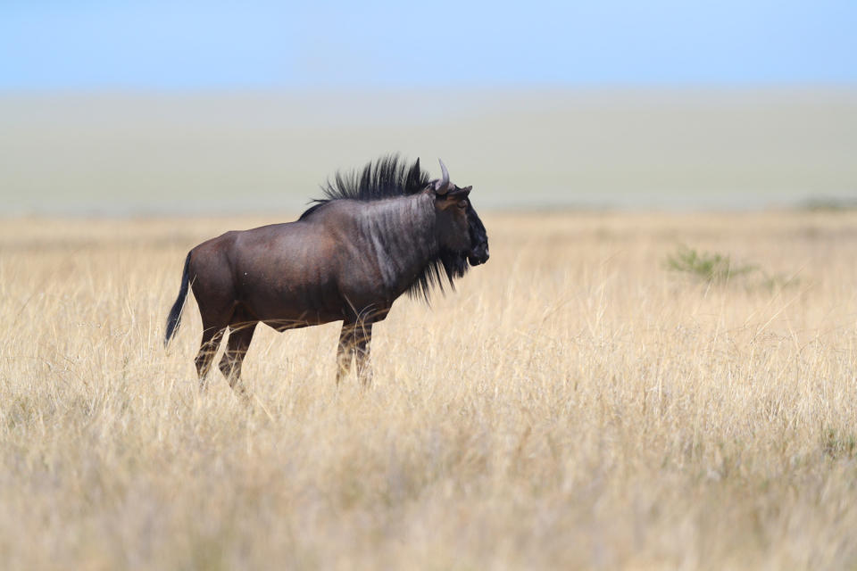 <p>A blue wildebeest pauses to look around while grazing in the grasslands of Etosha National Park. (Photo: Gordon Donovan/Yahoo News) </p>