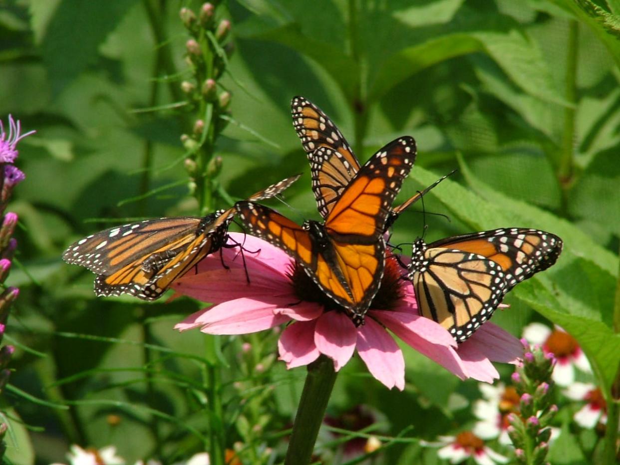 Nature Center Notes