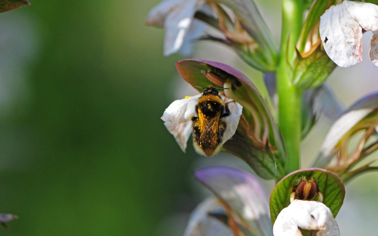 A bumble bee laden with pollen on acanthus flower  - www.alamy.com