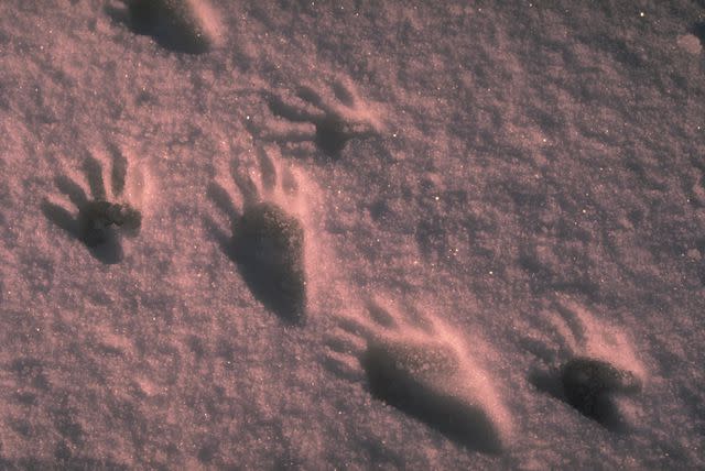 <p>W. Perry Conway</p> Raccoon tracks in the snow