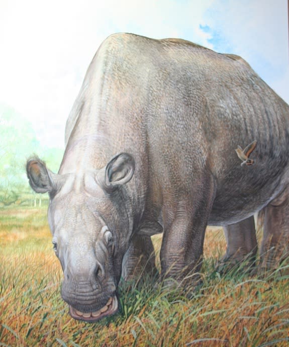 The extinct animal Toxodon had a rhinolike body and a "hippo head."