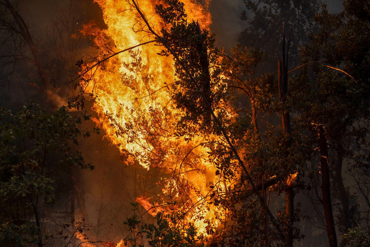 A tree burning. (Benjamin Fanjoy / Bloomberg via Getty Images)