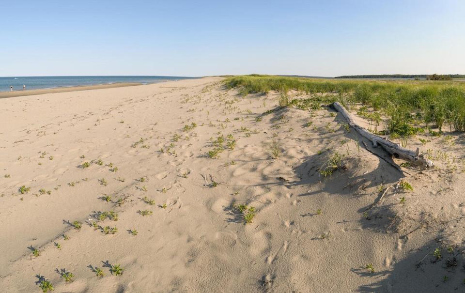 A sand dune at Kouchibouguac National Park is seen here in June. During breeding season, piping plovers like to nest in sandy areas with little vegetation. 