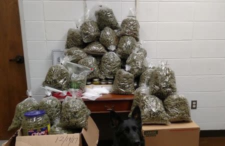 Marijuana seized by police from an elderly couple is pictured in York County, Nebraska, U.S. in this undated photo released by York County Sheriff's Office. York County Sheriff's Office/Handout via REUTERS