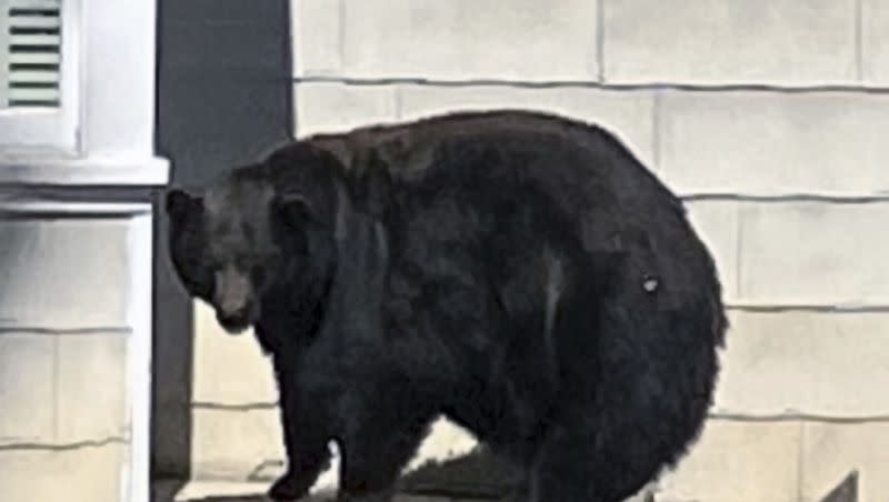 This undated photo provided by the California Department of Fish and Wildlife shows the South Lake Tahoe conflict bear 64F. The California Department of Fish and Wildlife confirmed that the bear, known as Hank the Tank, has been captured.