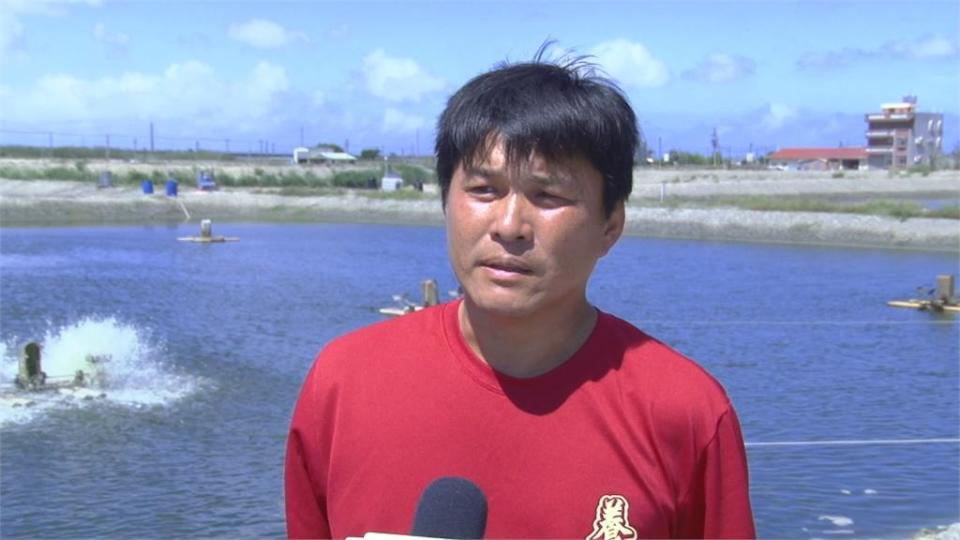 雨水不夠！生長空間不足 「台南養殖白蝦」存活率低