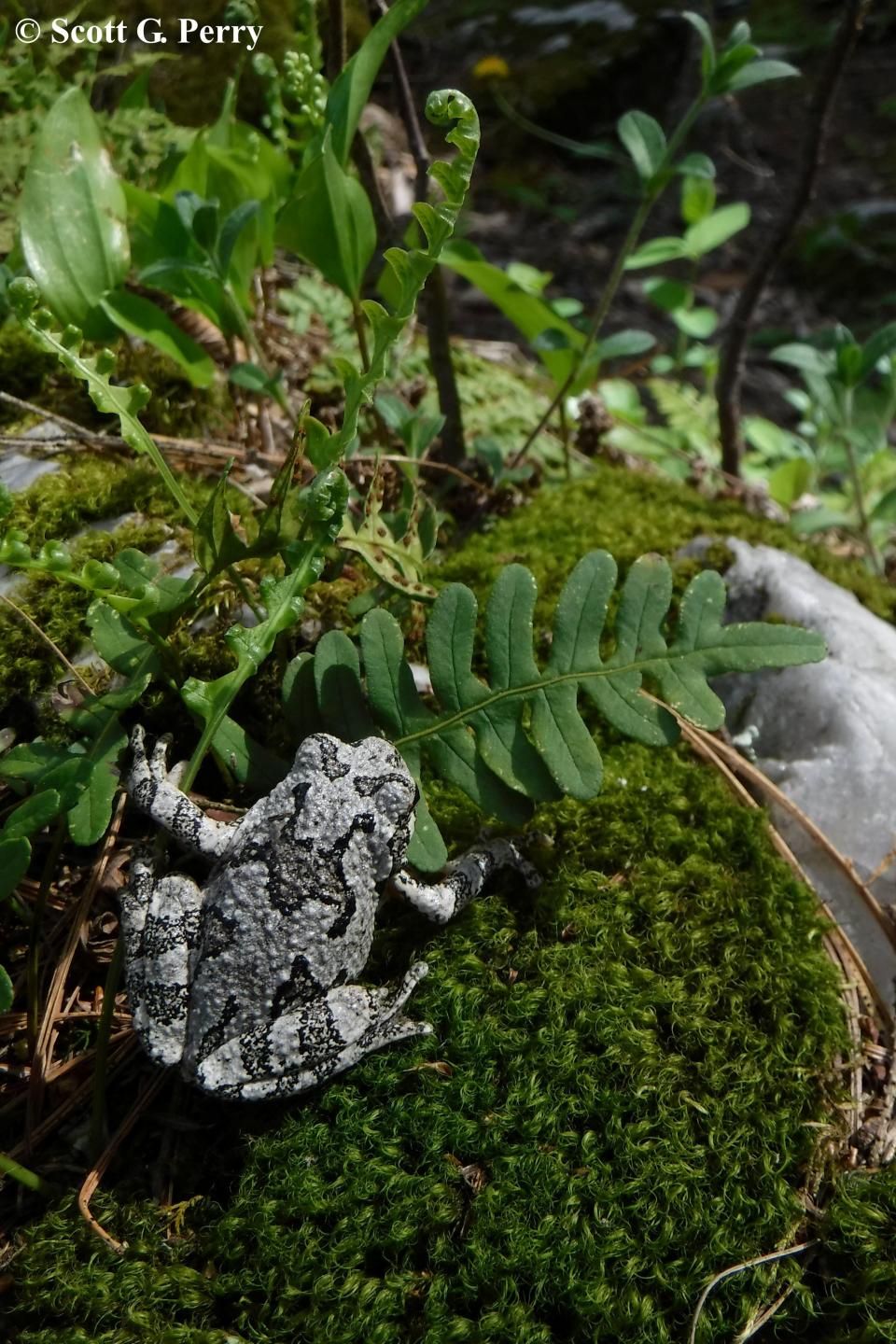 Gray Tree Frog on moss covered rock with fern fronds.