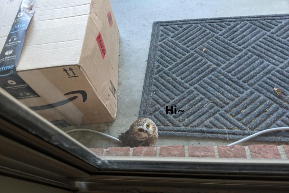 <p>國外一名網友收包裹時，發現「送貨員」竟然是一隻貓頭鷹！（圖／reddit@strocknar）</p>

