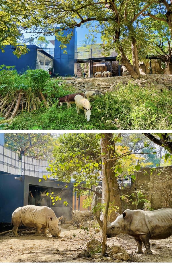 友善動物區內舍大升級　壽山動物園拜訪動物品質優