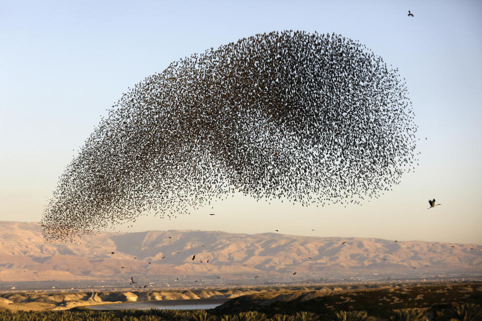 Un impressionnant ballet aérien d'étourneaux s'est formé dans le ciel de la Jordanie. (Photo : MENAHEM KAHANA / AFP)