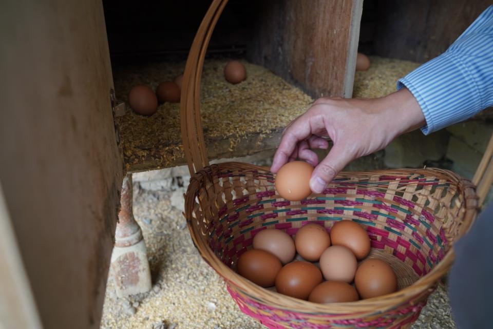 大家很期待的撿雞蛋時間，這些全是今早才剛下的新鮮雞蛋。