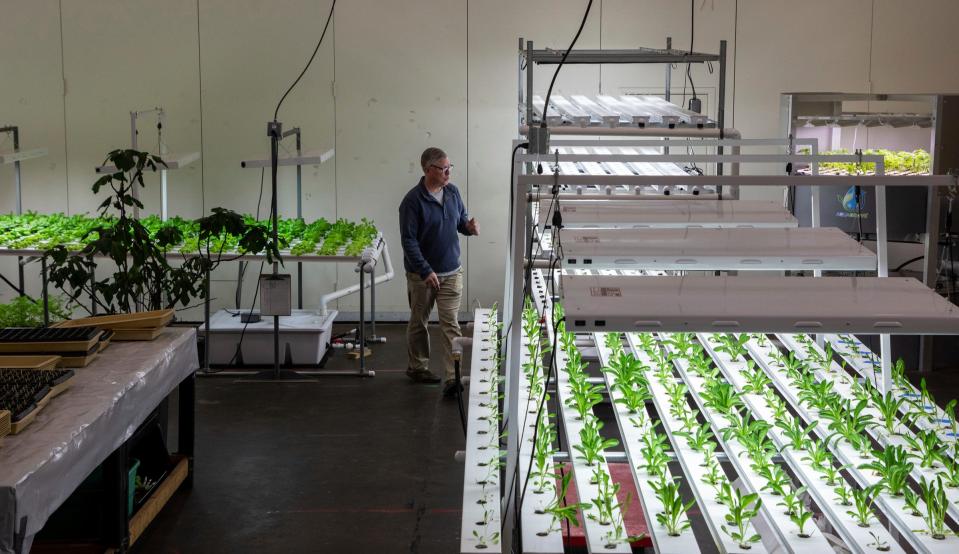 Michael Craig, a special education teacher and horticulture program instructor at the Charles R. Drew Transition Center, looks at the bok choy plants being grown inside his classroom in Detroit on Tuesday, April 18, 2023. 