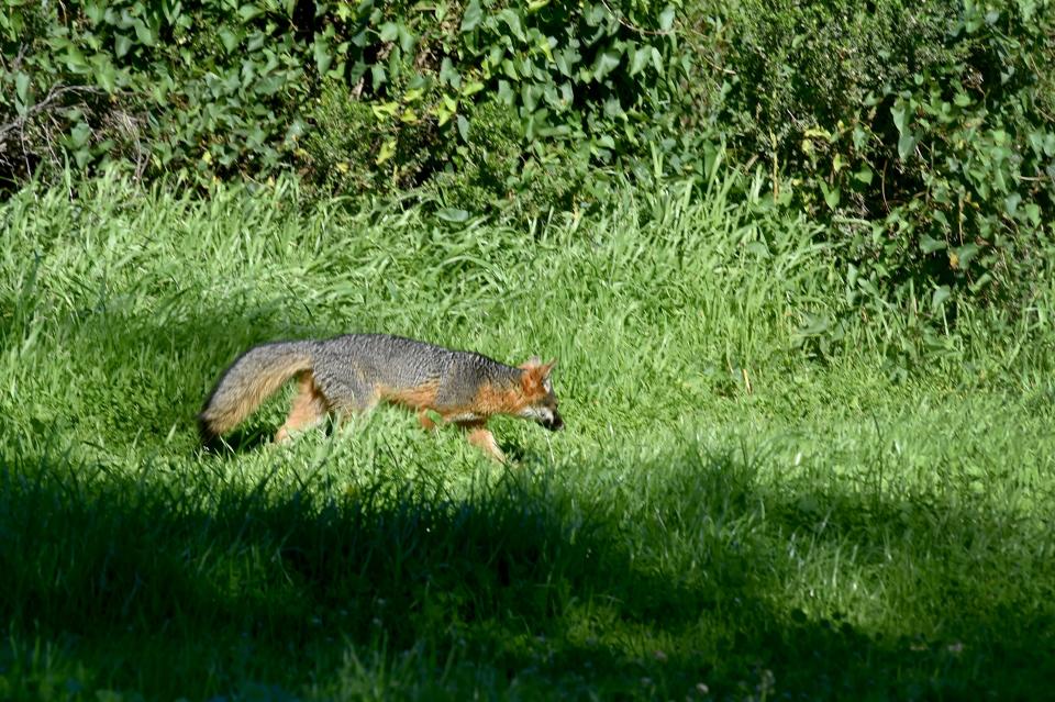 An island fox roams through the brush near Scorpion Campground on Santa Cruz Island in Channel Islands National Park.