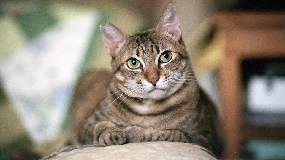 A 68-year-old man’s pet cat may have caused his rare infection. Source: File/Getty