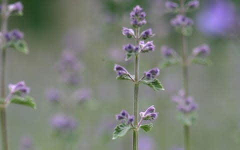 Nepeta - Credit: Martin Pope