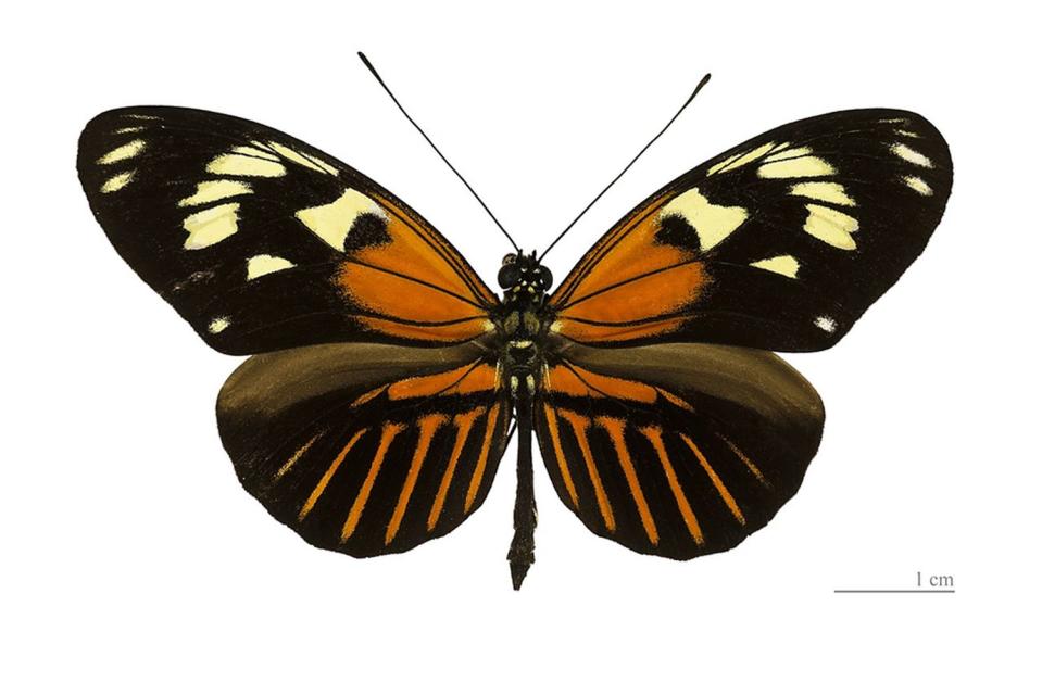 la mariposa Heliconius elevatus, protagonista del estudio publicado en Nature | Wikicommons