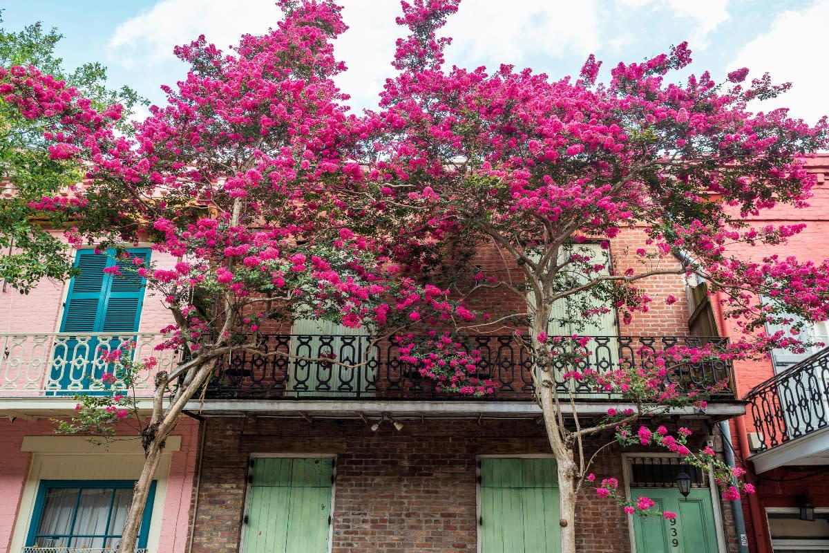 Crepe myrtle tree and creole townhouse balcony New Orleans, LA, USA