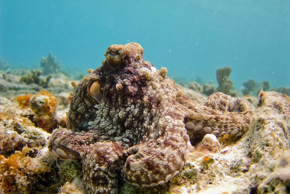 An octopus in Bonaire, in the Caribbean Sea.