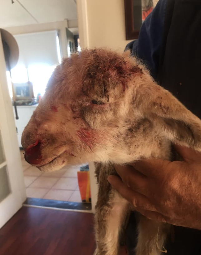 The badly injured lamb following the attack by eagles. Source: Farmer's Wife, Farmer's Life