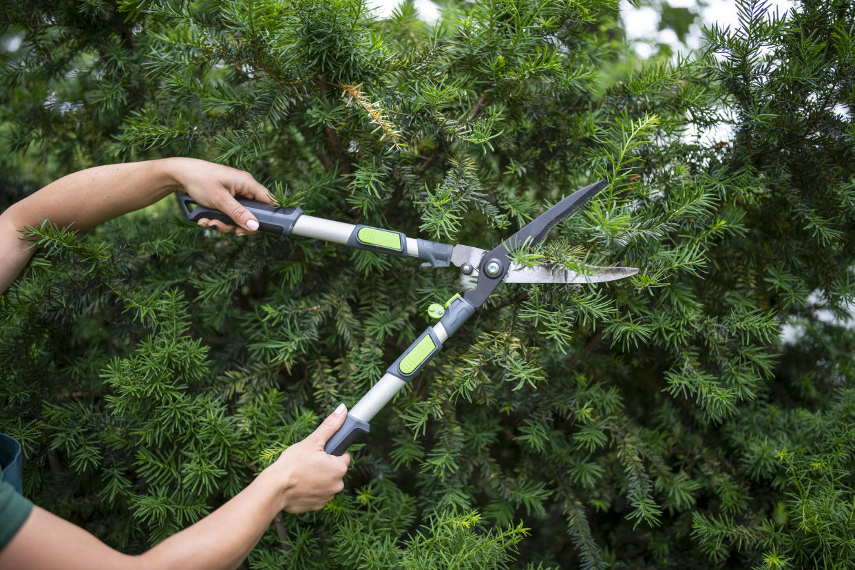 For every £1 invested in hedgerow planting, as much as £3.92 could be generated in the wider economy. Photo: Getty Images