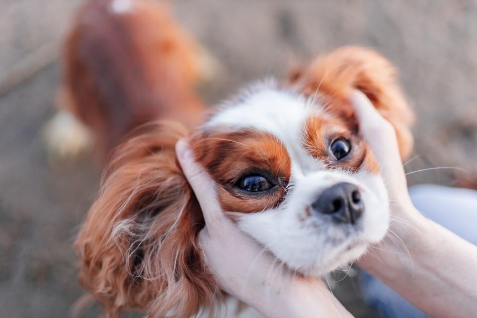 cavalier king charles spaniel head held by woman's hands standing on sandy beach looking up during daytime