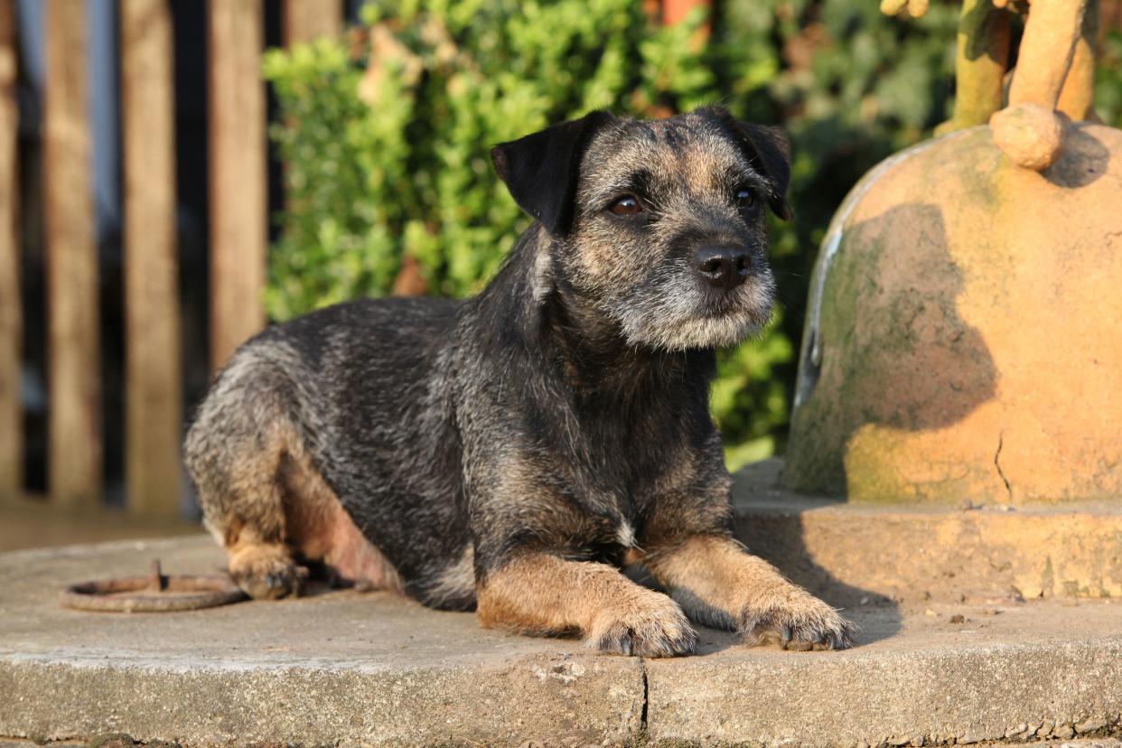 A female black and brown Border Terrier laying on rock, while looking towards the right, with a blurred background of a wooden fence and green vines