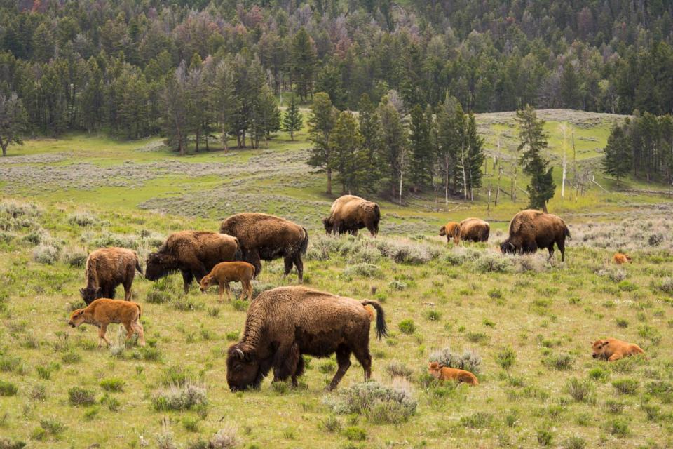 PHOTO: File image of a herd of bison with calves in Yellowstone National Park. (STOCK PHOTO/Adobe Stock)