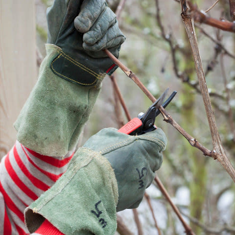 Pruning a grapevine in winter with secateurs - Credit: GAP Photos