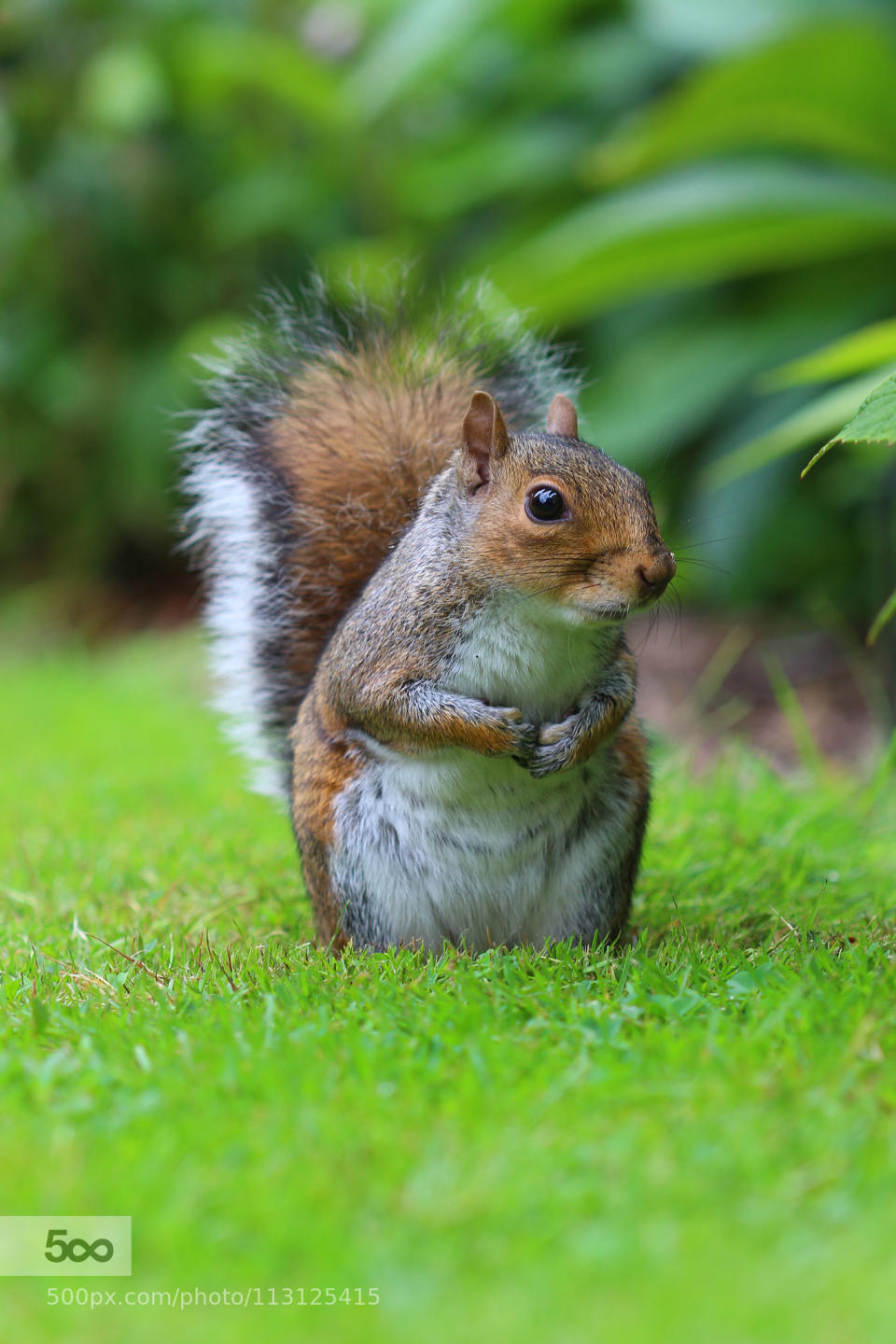 Our inquisitive companion through Kew Gardens.