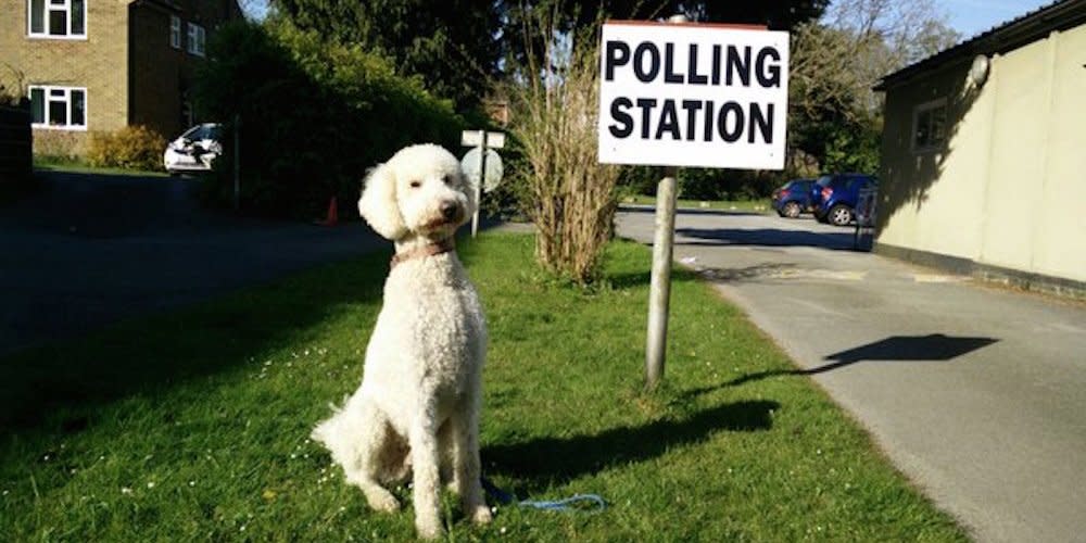 poodle polling